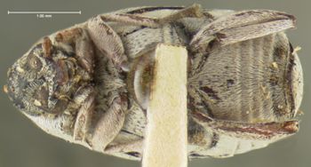 Media type: image;   Entomology 8198 Aspect: habitus ventral view